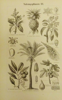 1899 - alter Druck - Nahrungspflanzen II (Yamswurzel, Mangobaum, Ananas, ...